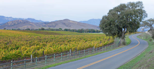 istock Panoramic Vineyard Landscape - Autumn 1394456966