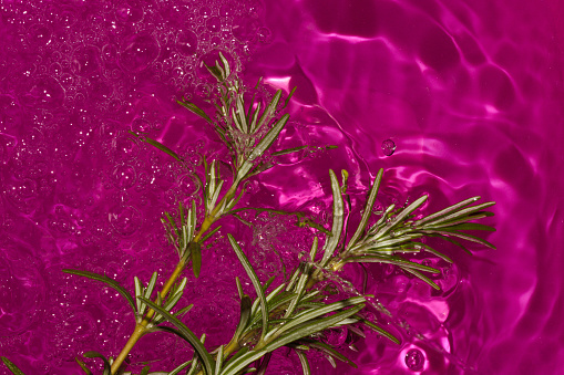 rosemary in purple vibrant water, cheerful summer colors, holiday time