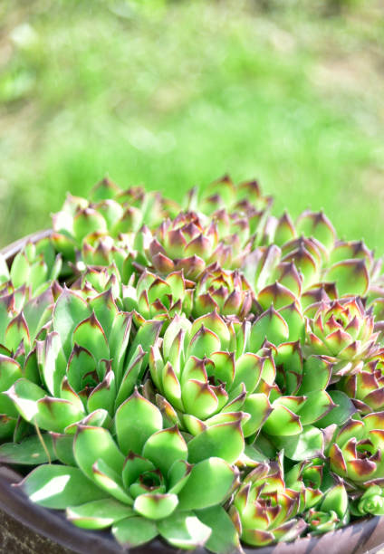 Sempervivum tectorum, the common houseleek