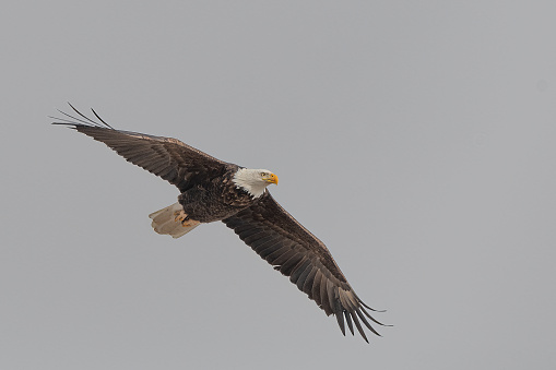 Bald Eagle flying in a circle overhead with wings spread wide in Central Montana in northwestern United States of America (USA).