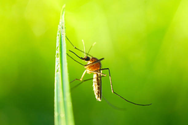 Close-up image of a mosquito sitting on a blade of grass. Mosquito gnat on a blade of grass in beautiful sunlight close-up macro on a blurred green artistic background. extreme close up of blades of grass stock pictures, royalty-free photos & images