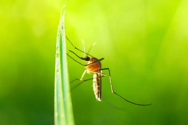 Photo of Close-up image of a mosquito sitting on a blade of grass.
