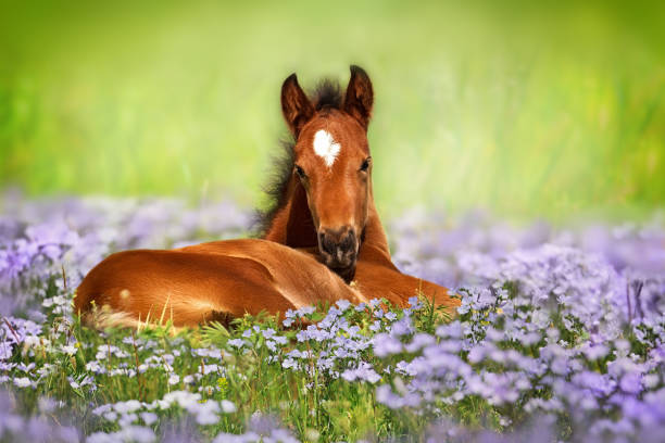 Sweet little sleeping chestnut foal baby horse outside on a lawn in spring flowers meadow