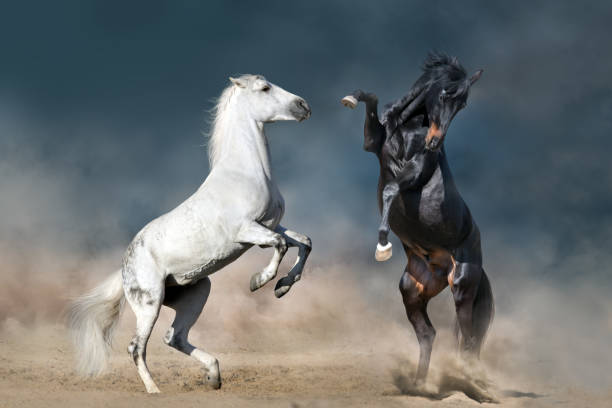 istock Two horse rearing up 1394460089