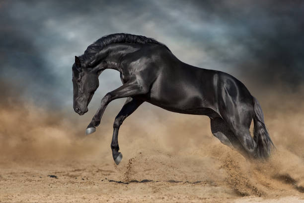 istock Beautiful black horse in motion 1394460593