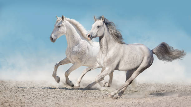 istock Horse herd run in desert 1394460605