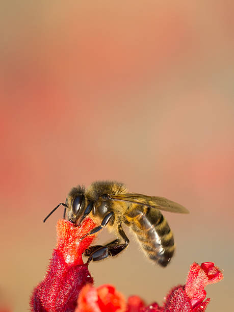 Honey bee collecting nectar stock photo