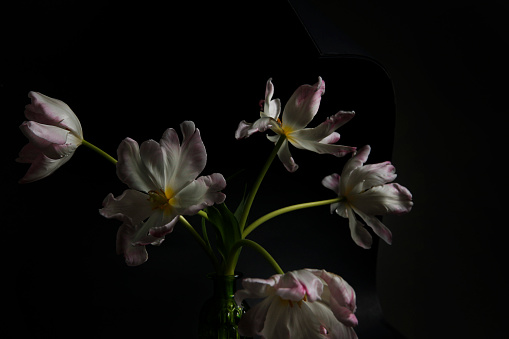 Tulips in vase on black background.