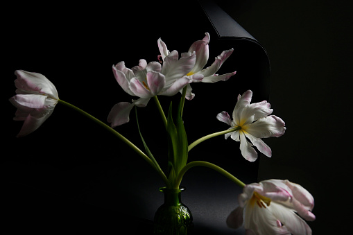 Tulips in vase on black background.