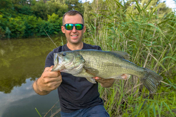 Bass fishing. Big bass fish in hands of pleased fisherman. Largemouth perch at pond Bass fishing. Big bass fish in hands of pleased fisherman. Largemouth perch at pond fish with big lips stock pictures, royalty-free photos & images