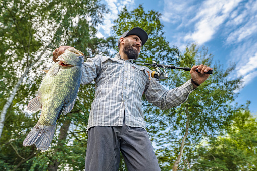 Bass fishing. Big bass fish in hands of pleased fisherman with spinning rod. Largemouth perch at pond