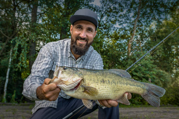 Bass fishing. Happy fisherman with big bass fish. Largemouth perch at pond Bass fishing. Happy fisherman with big bass fish. Largemouth perch at pond fish with big lips stock pictures, royalty-free photos & images
