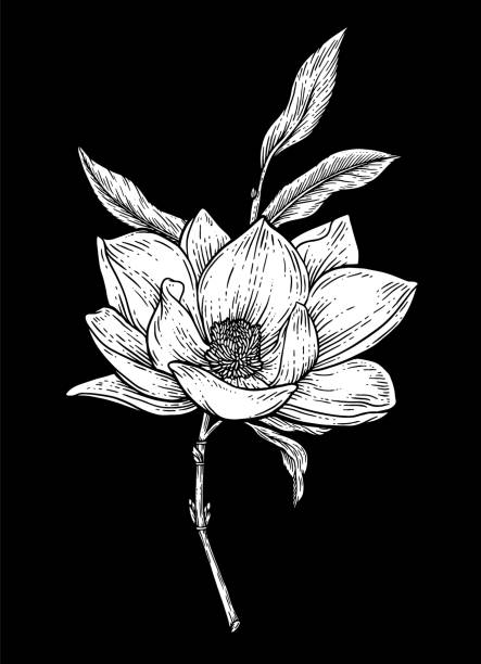 ilustrações, clipart, desenhos animados e ícones de flor de magnólia - magnolia blossom flower head single flower