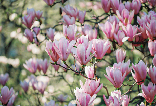 Blooming flowers.Pink magnolias with colorful textured background with bokeh and a grainy texture and noise on all image surface. Blooming pink magnolias with colorful textured background with bokeh and a grainy texture and noise on all image surface. Nature blurry backdrop. Shallow depth of field. Selective focus. spring bud selective focus outdoors stock pictures, royalty-free photos & images