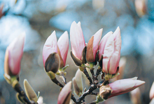 저녁 봄철에 공원에서 목련 꽃. 흐린 배경. 분홍색 목련 새싹. 스캔한 필름 이미지 - sweet magnolia tree blossom white 뉴스 사진 이미지