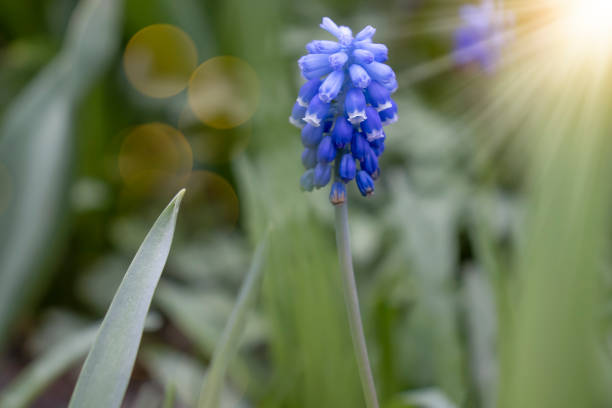 beautiful spring flowers in the meadow plant