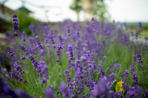 Lavender in bloom Lavender plant in garden in NYS Finger Lakes finger lakes stock pictures, royalty-free photos & images