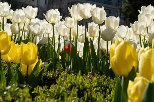 istock Beautiful bright yellow and white tulips 1394468065