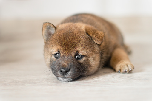 Sad and cute shiba inu puppy lies on the floor. Japanese shiba inu dog