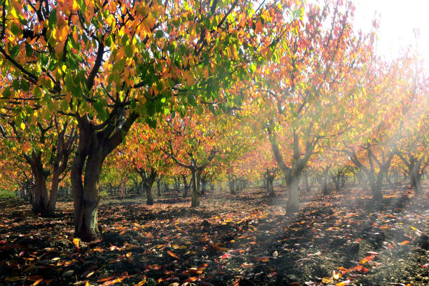 Cherry tree garden