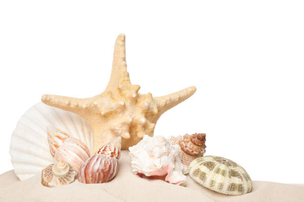 istock Beautiful starfish and sea shells in sand on white background 1394468357