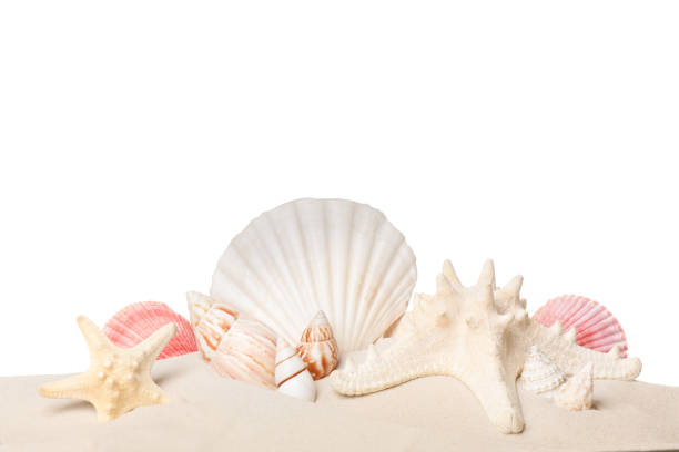 istock Beautiful starfishes and sea shells in sand on white background 1394468379