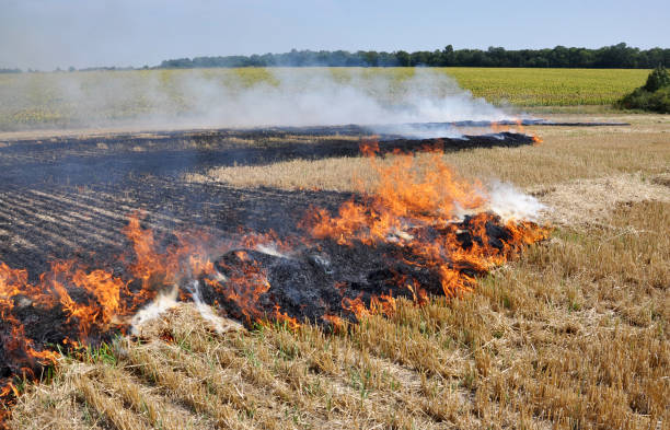 istock On the field burning stubble and straw 1394468477