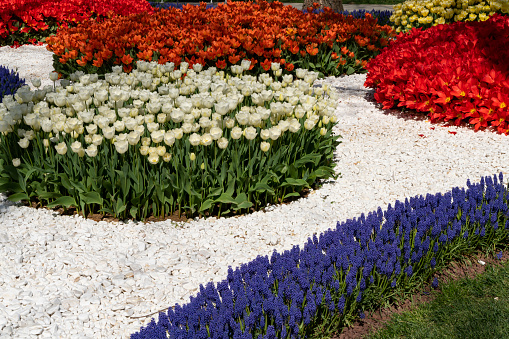 A lot of beautiful bright yellow, red and white tulips on a large flower-bed in the city garden