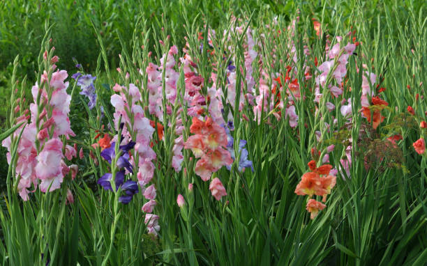 istock Blossom of colorful gladioluses 1394469766