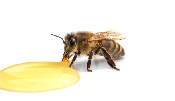 istock Bee drinks honey on a white background close-up. 1394469832