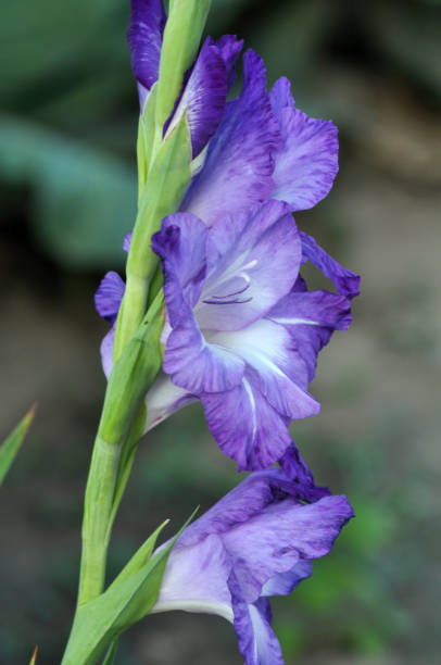 istock Blossom of colorful gladioluses 1394470055