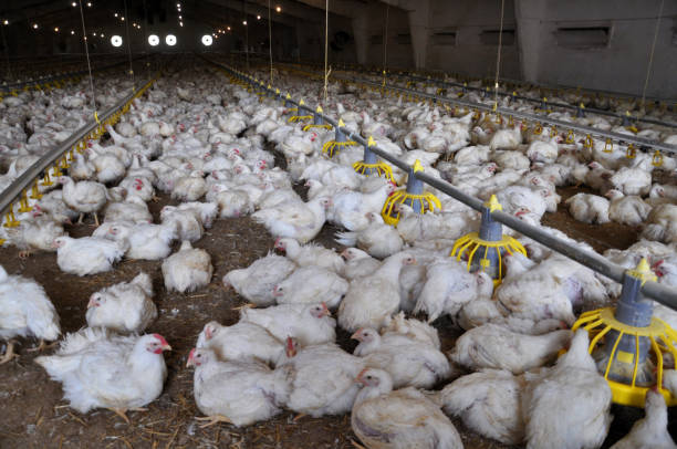 istock Farm for growing broiler chickens 1394470092