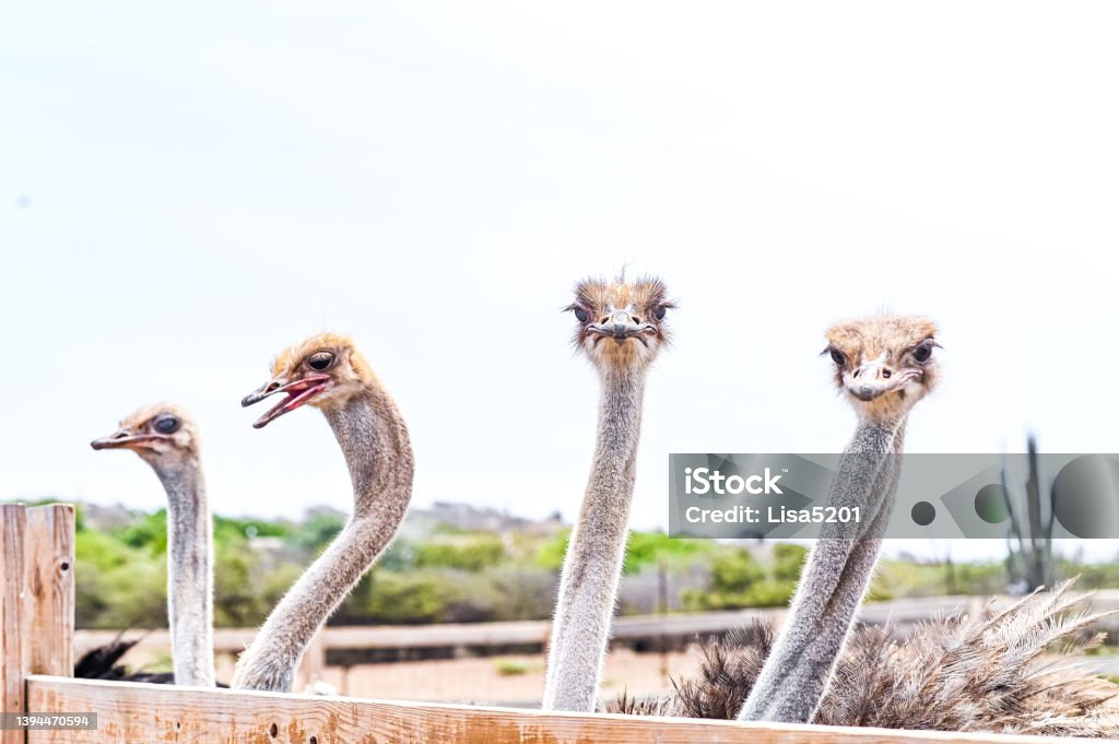 Group of humorous curious ostrich birds Ostrich bird Ostrich Farm Stock Photo