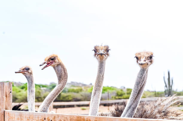Group of humorous curious ostrich birds Ostrich bird ostrich farm stock pictures, royalty-free photos & images