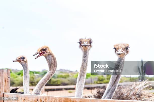 Group Of Humorous Curious Ostrich Birds Stock Photo - Download Image Now - Ostrich Farm, Curaçao, Farm