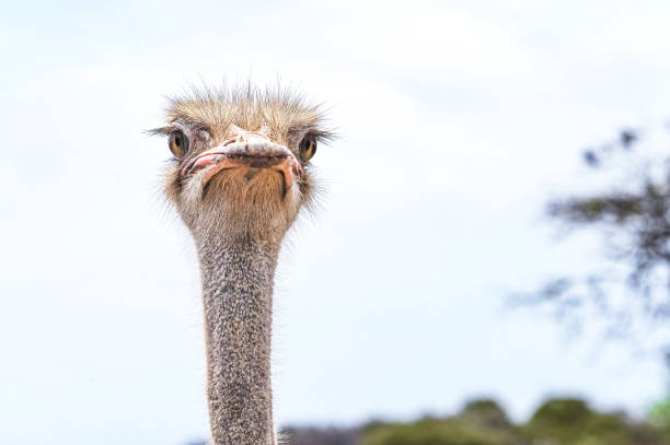 retrato de un curioso pájaro avestruz - avestruz fotografías e imágenes de stock