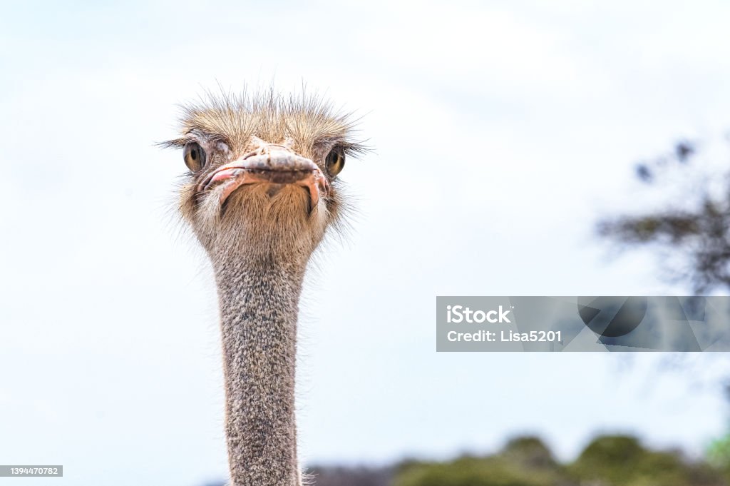 Portrait of a curious ostrich bird Ostrich bird Ostrich Stock Photo