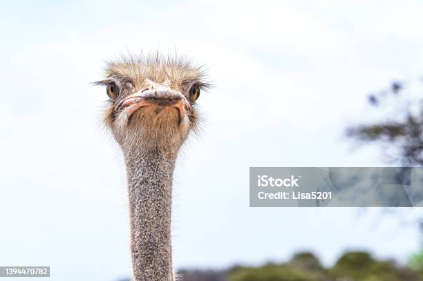 Portrait Of A Curious Ostrich Bird Stock Photo - Download Image Now - Ostrich, Head, Animal