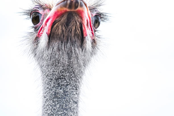 istock Portrait of a curious ostrich bird 1394471498