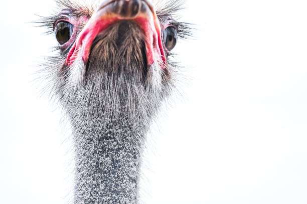 Portrait of a curious ostrich bird Ostrich bird ugly animal stock pictures, royalty-free photos & images