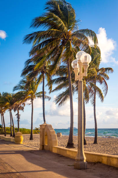 grand cocotier sur la plage hollywood floride boardwalk - hollywood floride photos et images de collection