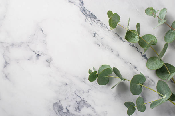 istock Top view photo of eucalyptus leaves on white marble background with empty space 1394473597