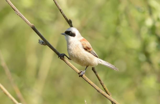 istock European penduline tit (Remiz pendulinus) 1394473985