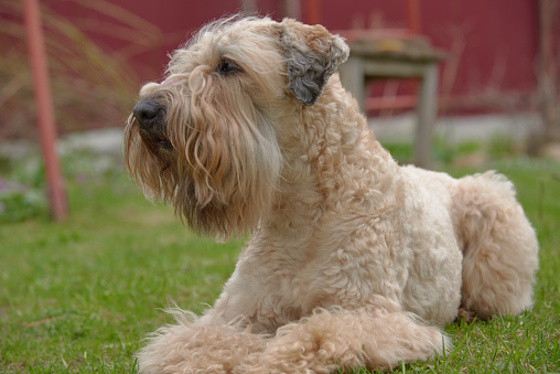 Irish soft coated wheaten terrier. A golden dog lies on a green lawn and looks intently into the distance.