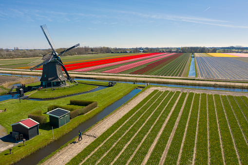 The Netherlands is a real flower country. In the spring you will find many beautiful fields with flowers, tulips and hyacinth fields in the west of the country. Many tourists visit the Netherlands for the beautiful flower fields in spring and also go to Keukenhof flower park in Lisse.