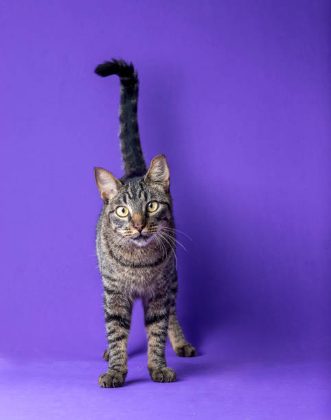 istock beautiful cat posing for photo 1394476595