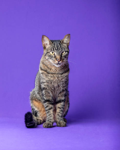 istock beautiful cat posing for photo 1394476601