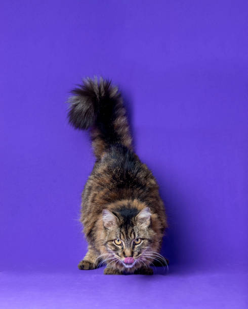 istock beautiful cat posing for photo 1394476639