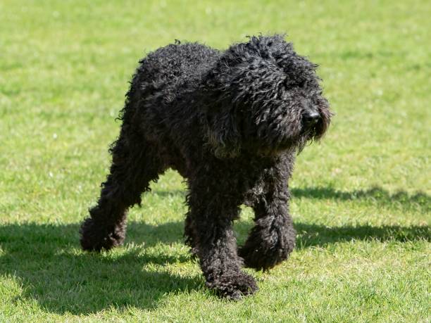 710+ Black Labradoodle Stock Photos, Pictures & Royalty-Free Images ...