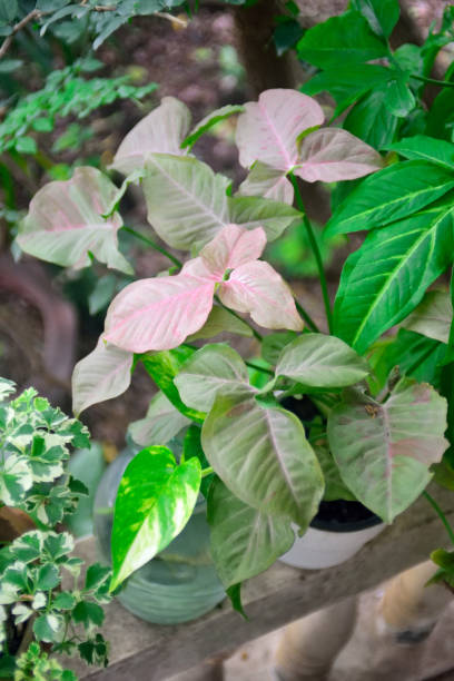 istock High angle view of plant in flower pot 1394477754